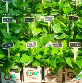 CHẬU CÂY TRẦU BÀ IN LOGO - TB165