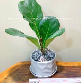 CHẬU CÂY BÀNG SINGAPORE - BS127