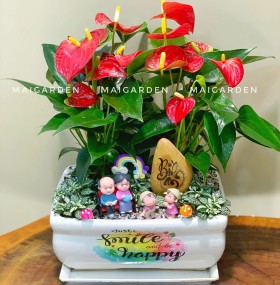 Chậu cây hồng môn mix cẩm nhung - CHM630