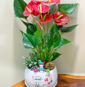 CHẬU CÂY HỒNG MÔN MIX CẨM NHUNG - HM338