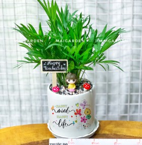 CHẬU CÂY CAU TIỂU TRÂM CTT216