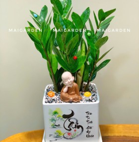 CHẬU CÂY KIM TIỀN