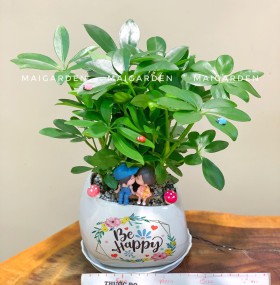 CHẬU CÂY NGŨ GIA BÌ  - NGB233