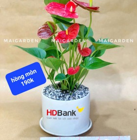 ( GIÁ TRÊN HÌNH) - CHẬU CÂY HỒNG MÔN 