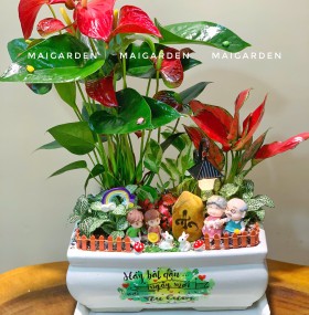 CHẬU CÂY HỒNG MÔN mix vạn lộc đỏ, cẩm nhung - HM690