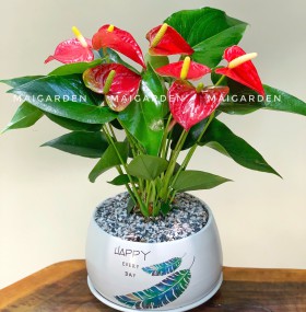 CHẬU CÂY HỒNG MÔN - HM248