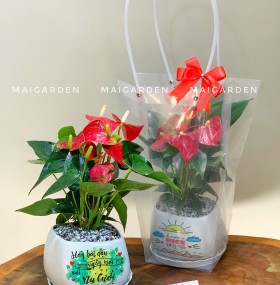 CHẬU CÂY HÒNG MÔN - HM243 ( GIÁ CHƯA BAO GỒM TÚI NHƯ HÌNH)