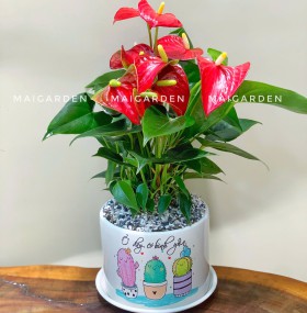 CHẬU CÂY HỒNG MÔN - HM245