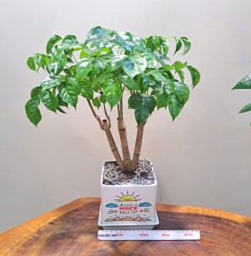 CHẬU CÂY HẠNH PHÚC - HP255