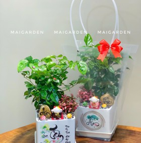 CHẬU CÂY HẠNH PHÚC MIX CẨM NHUNG - HPM320 (giá chưa bao gồm túi)