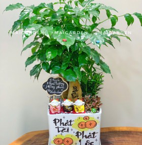 CHẬU CÂY HẠNH PHÚC MIX TÙNG VẠN NIÊN, CẨM NHUNG - HPM564
