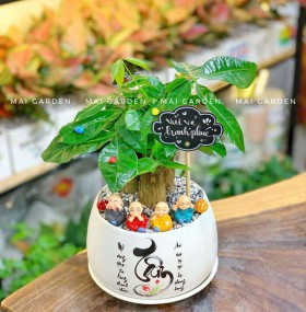 CHẬU CÂY KIM NGÂN - CKN324