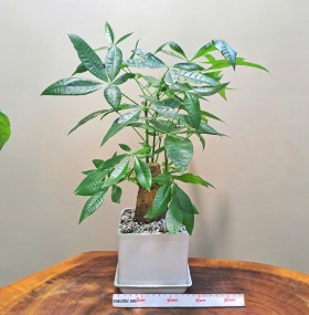 CHẬU CÂY KIM NGÂN - CKN235