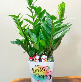 CHẬU CÂY KIM TIỀN - KT304