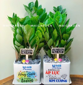 CHẬU CÂY KIM TIỀN - CKT273