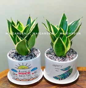 CHẬU CÂY LƯỠI HỔ -  LH196