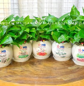 CHẬU CÂY TRẦU BÀ IN LOGO CÔNG TY - TB173