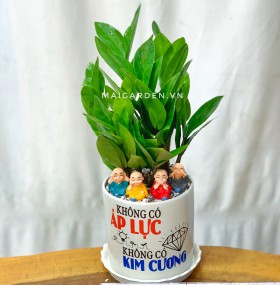 CÂY KIM TIỀN - KT236