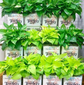 CHẬU CÂY TRẦU BÀ TB175
