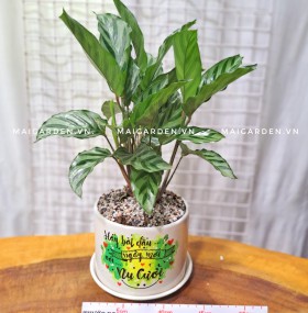 CHẬU CÂY ĐUÔI CÔNG ĐC206