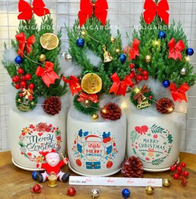 CHẬU CÂY SƠN TÙNG NOEL ST315