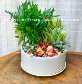 CHẬU CÂY CAU TIỂU TRÂM MIX LƯỠI HỔ, CẨM NHUNG - CTTC1505
