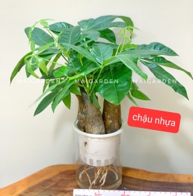 KIM NGÂN THỦY SINH ( CHẬU NHỰA) - KNTS155