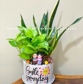 CHẬU CÂY LƯỠI HỔ MIX TRẦU BÀ, CẨM NHUNG - LH348