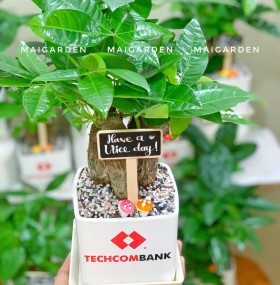 CHẬU CÂY KIM NGÂN IN LOGO CÔNG TY - KN247