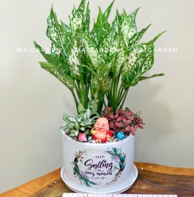 CHẬU CÂY NGỌC NGÂN MIX CẨM NHUNG - NN308