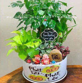 CHẬU CÂY HẠNH PHÚC MIX TRẦU BÀ, PHÁT TÀI, CẨM NHUNG - HPM635