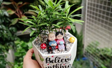 Ý nghĩa của cây Tùng Vạn Niên trong phong thủy là gì?